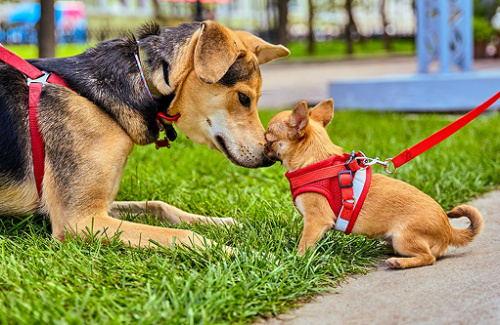 Фестиваль «Моспитомец х Четвероногий друг»