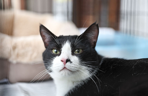 «Школа ответственного хозяина»: как подготовиться к появлению питомца