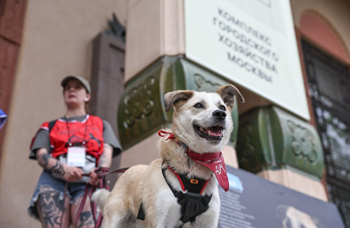 «Школа ответственного хозяина»: как помогать животным в приютах