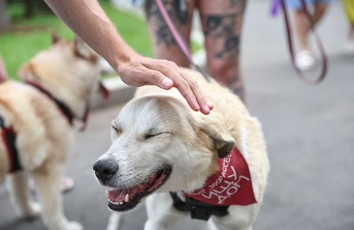 «Школа ответственного хозяина»: жизнь с питомцем в городе