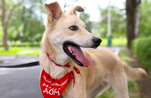 «Школа ответственного хозяина»: как устроены приюты для животных